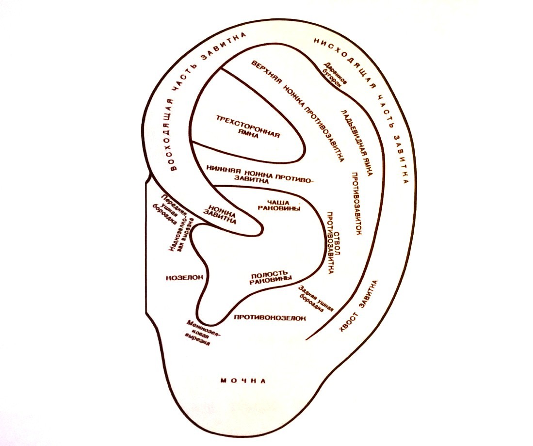 Ушные латынь. Схема ушной раковины человека. Строение ушной раковины анатомия. Ушные раковины человека криминалистика. Элементы ушной раковины человека криминалистика.